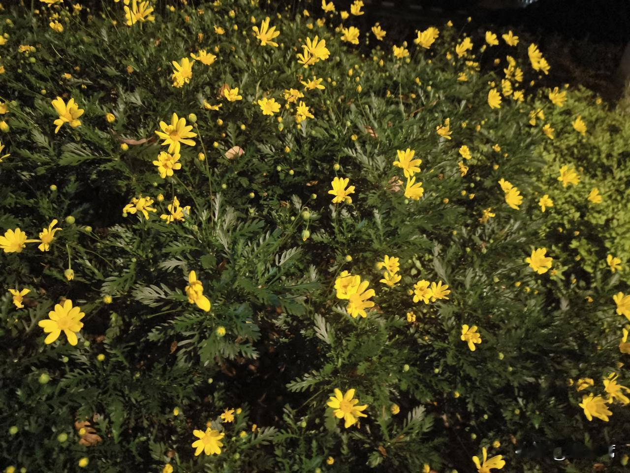 记录我的2026苏轼的“竹外桃花三两枝，春江水暖鸭先知”，桃花初绽，鸭子戏水，尽