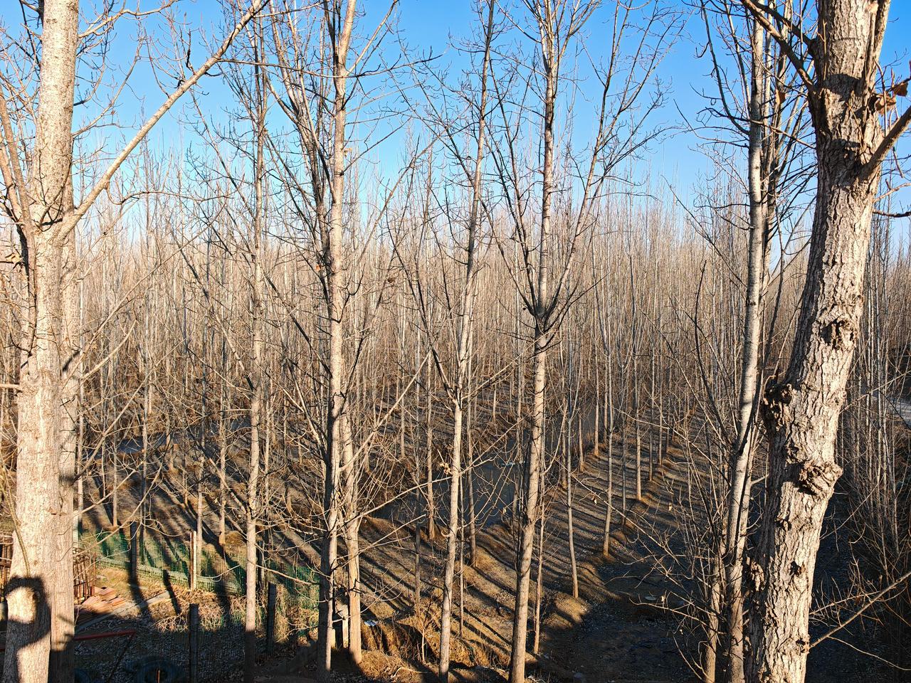 惊爆！委内瑞拉总统马杜罗夫妇竟被美军抓捕！美国肆意跑到其他国家，将别国总统掳回本