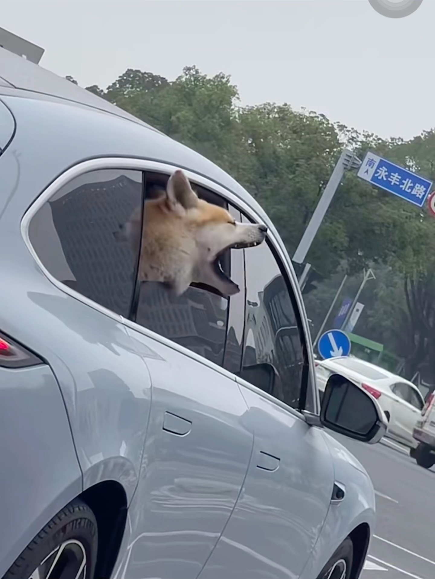 狗：你上班，干嘛非要带着我？真狗！ ​​​