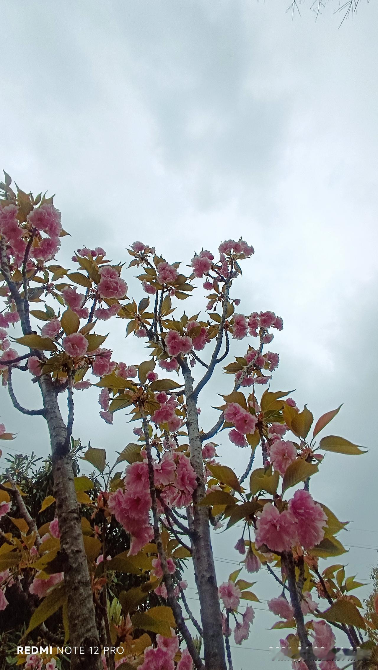 有没有漂亮的花朵图片吗看似桃花不是桃花，是什么花呢？
