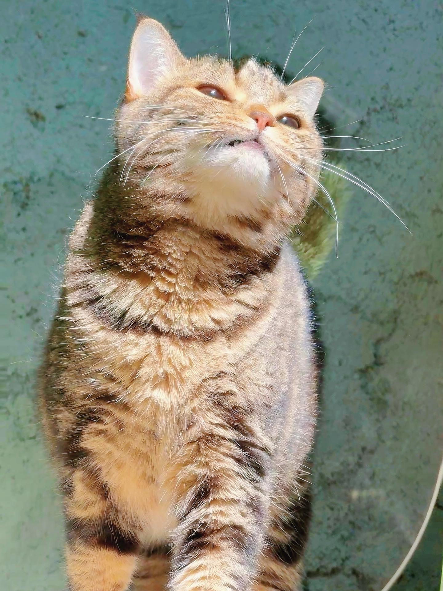 谁家小猫咪爱漏一颗小牙齿阿！！！原来是我家的阿！！！