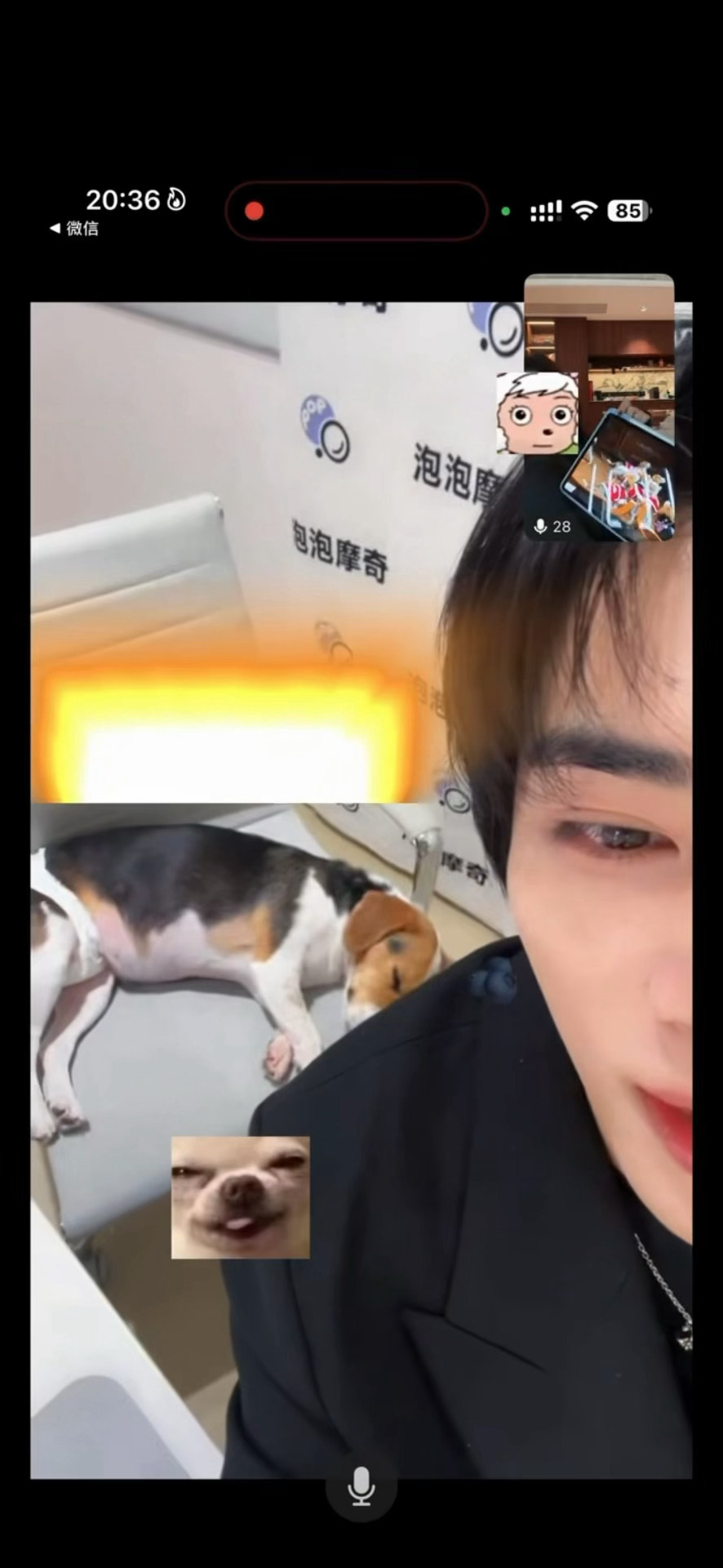 肖俊 因为狗狗有严重的分离焦虑症所以每次上班都会带在身边的肖俊每次开直播Bell