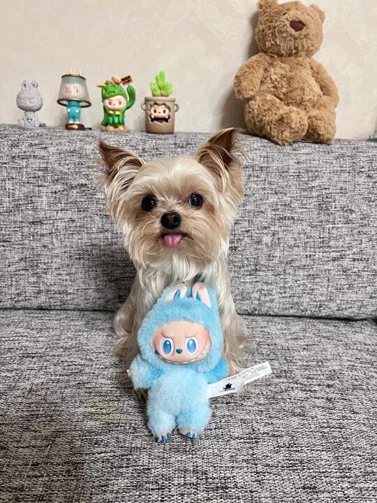 🐾｜邪恶小狗和他的邪恶labubu！