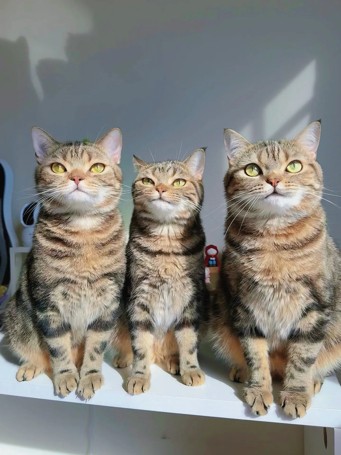 中间的那只猫真的很显眼包也！！很臭屁，但是我很喜欢！！