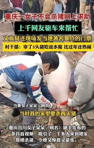 以猪会友，杀猪让她成了“网红”！

1月11日，重庆合川女子“呆呆”因家中无人杀