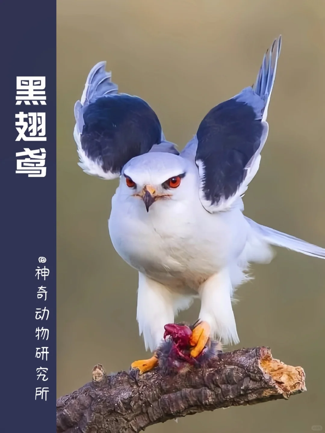 每天了解一种趣味动物👀黑翅鸢