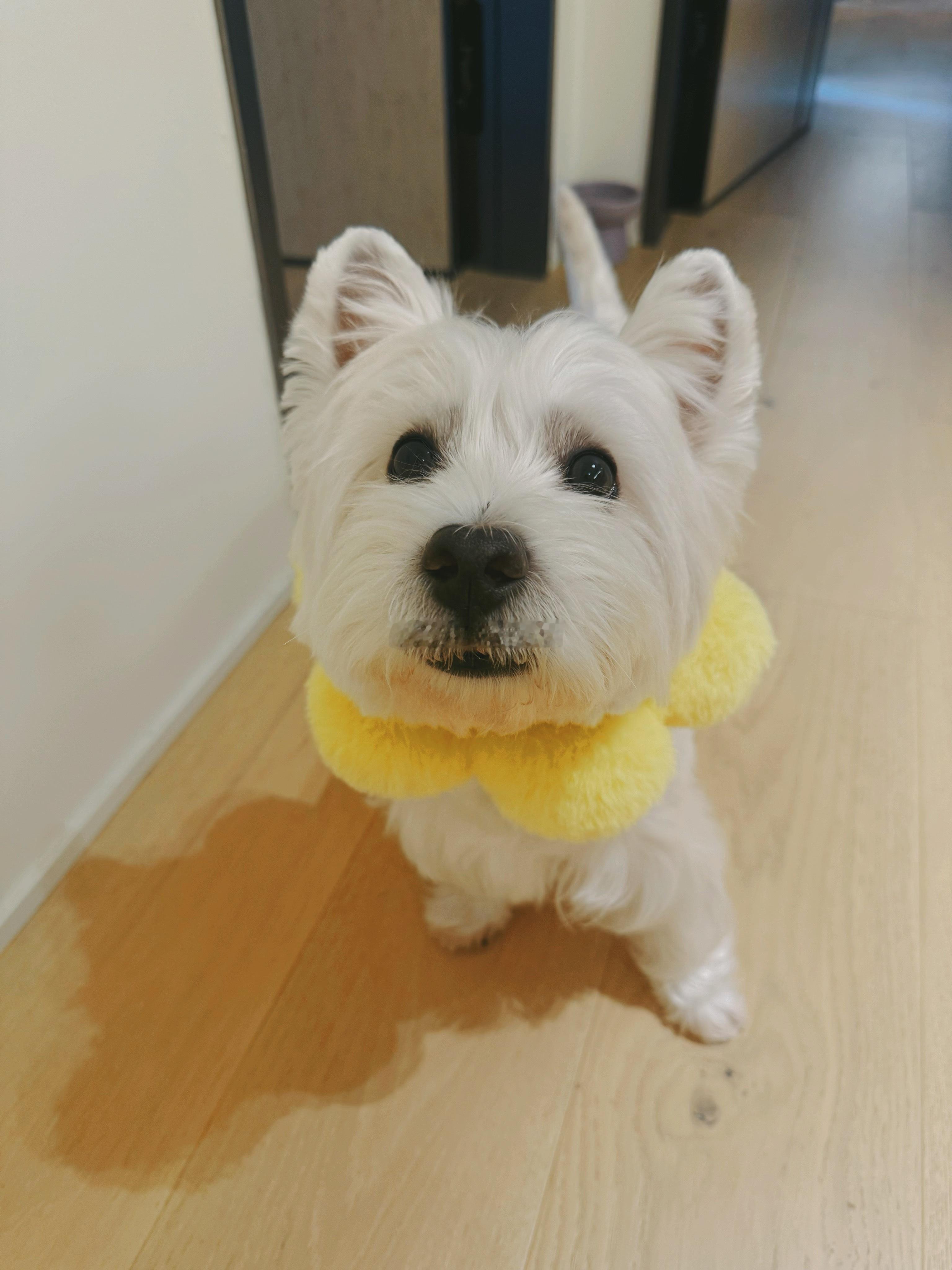 早[太阳]梦想家ALI ​​​