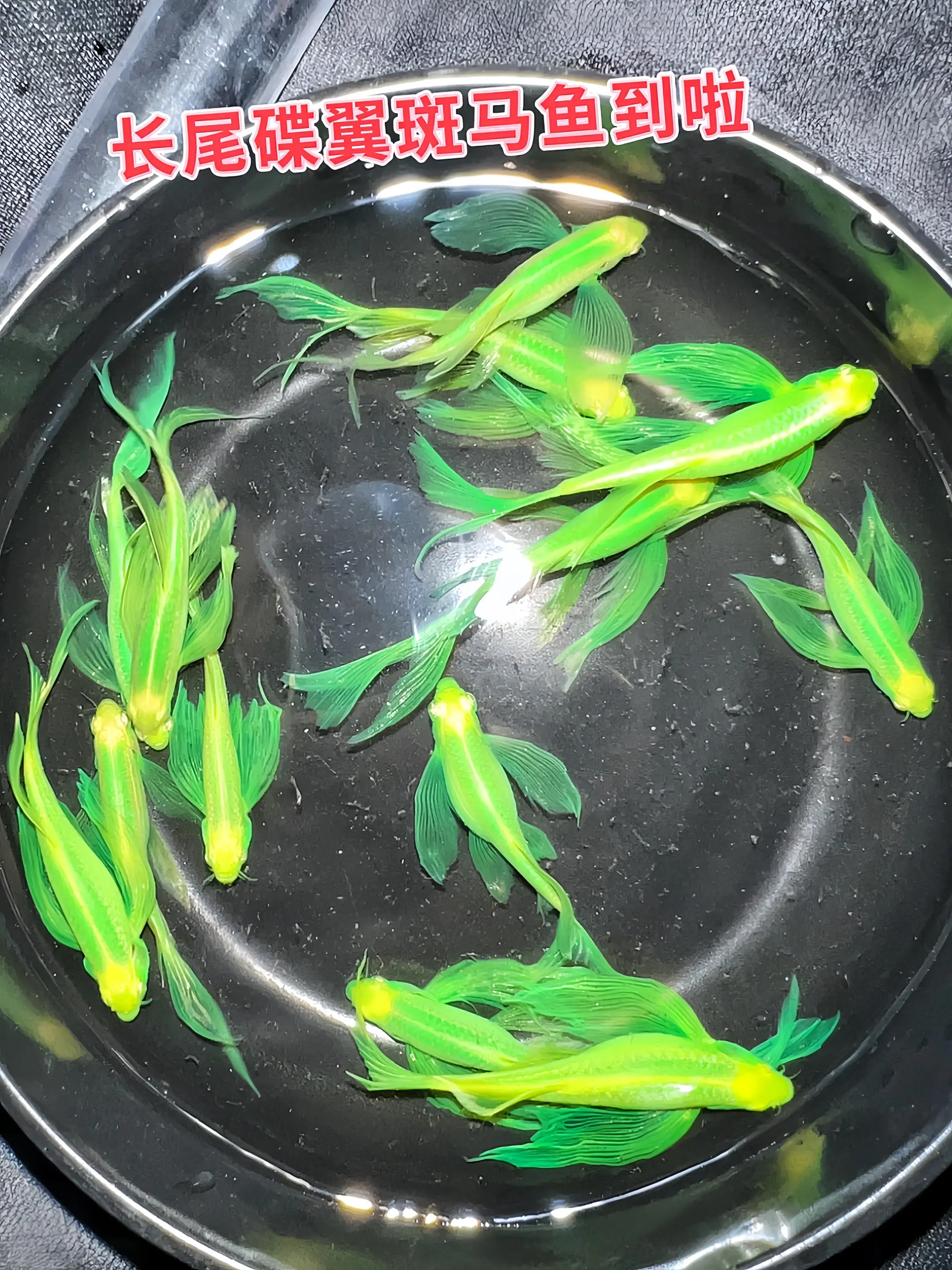 独特的碟翼造型，如水中精灵翩翩起舞，每一次游弋都是一场视觉盛宴，让你的...