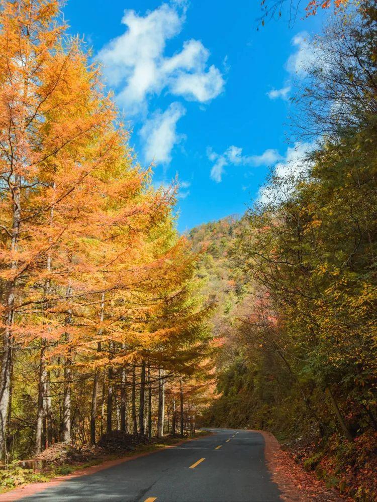 自驾黄柏塬🍁西安出发承包秦岭最美秋色|🚗来一场自驾游吧，在这个秋天，去到黄柏