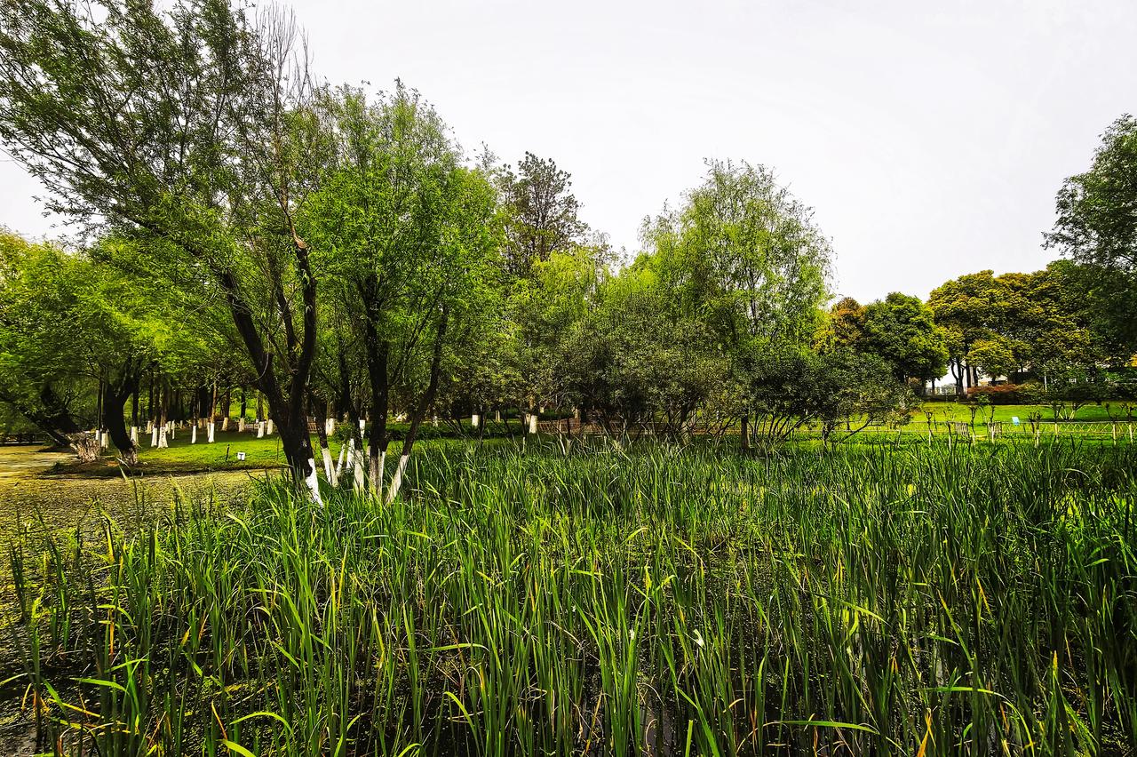 武汉花山生态湿地公园
在武汉的版图上熠熠生辉，花山生态湿地公园似绿的翡翠。它是城
