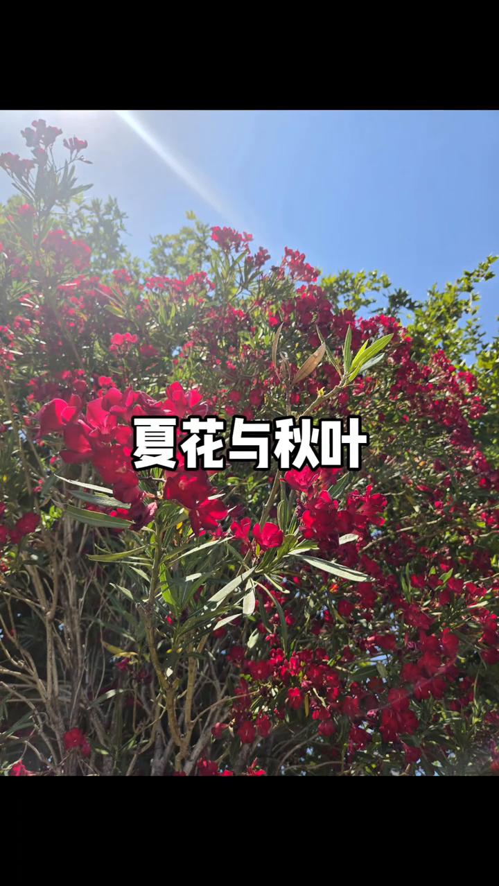 夏花与秋叶。
