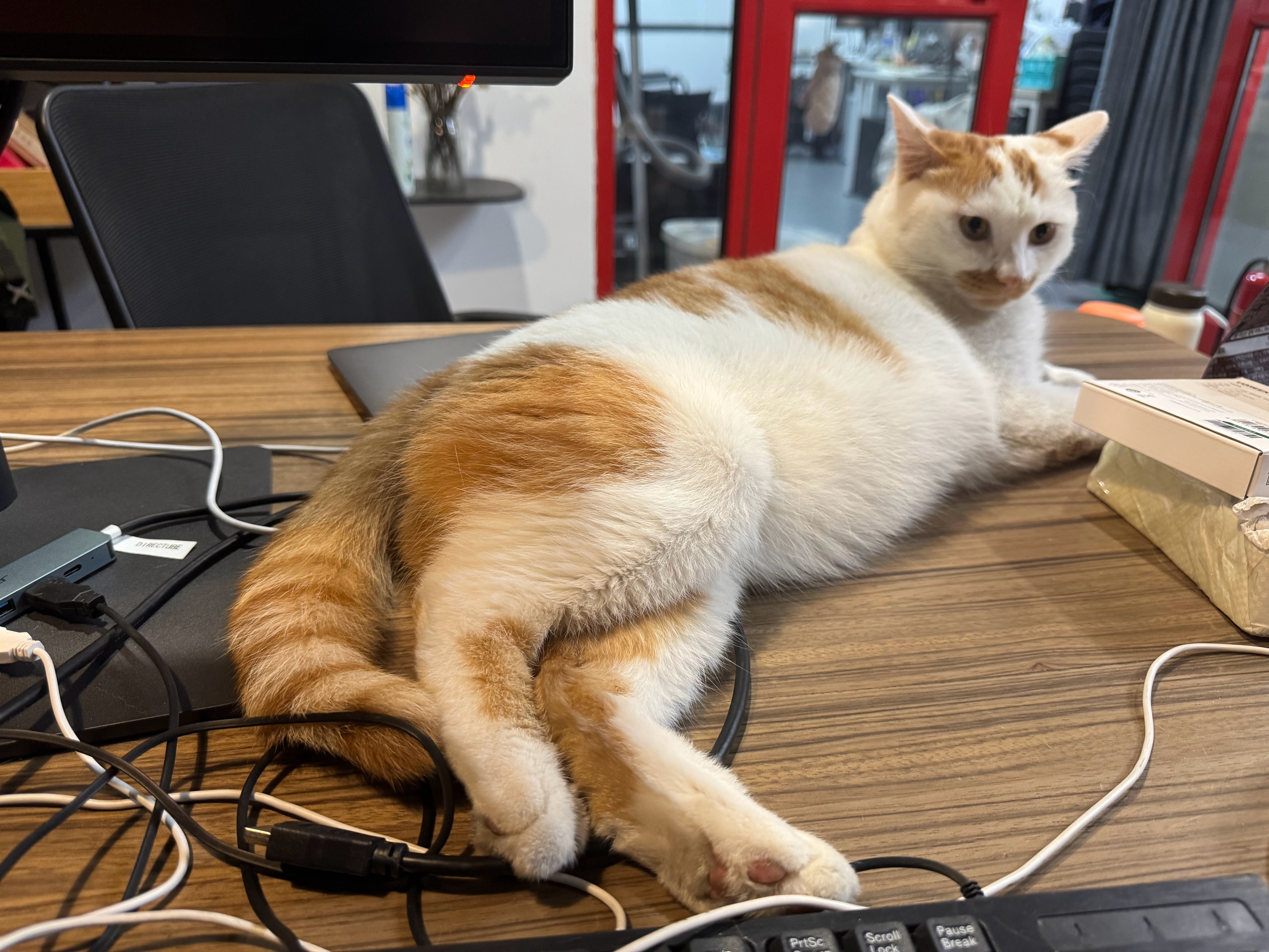 猫宁 