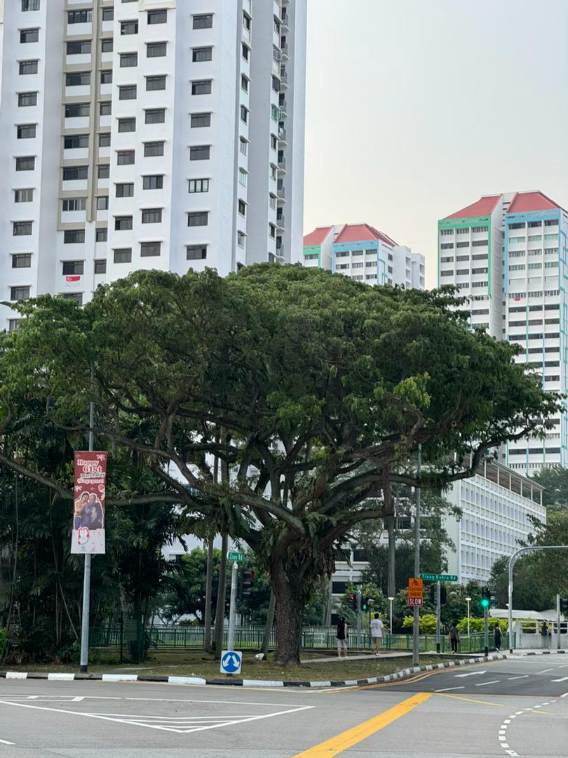 我知道怎么形容新加坡了 海绵宝宝里章鱼哥去的章鱼村 