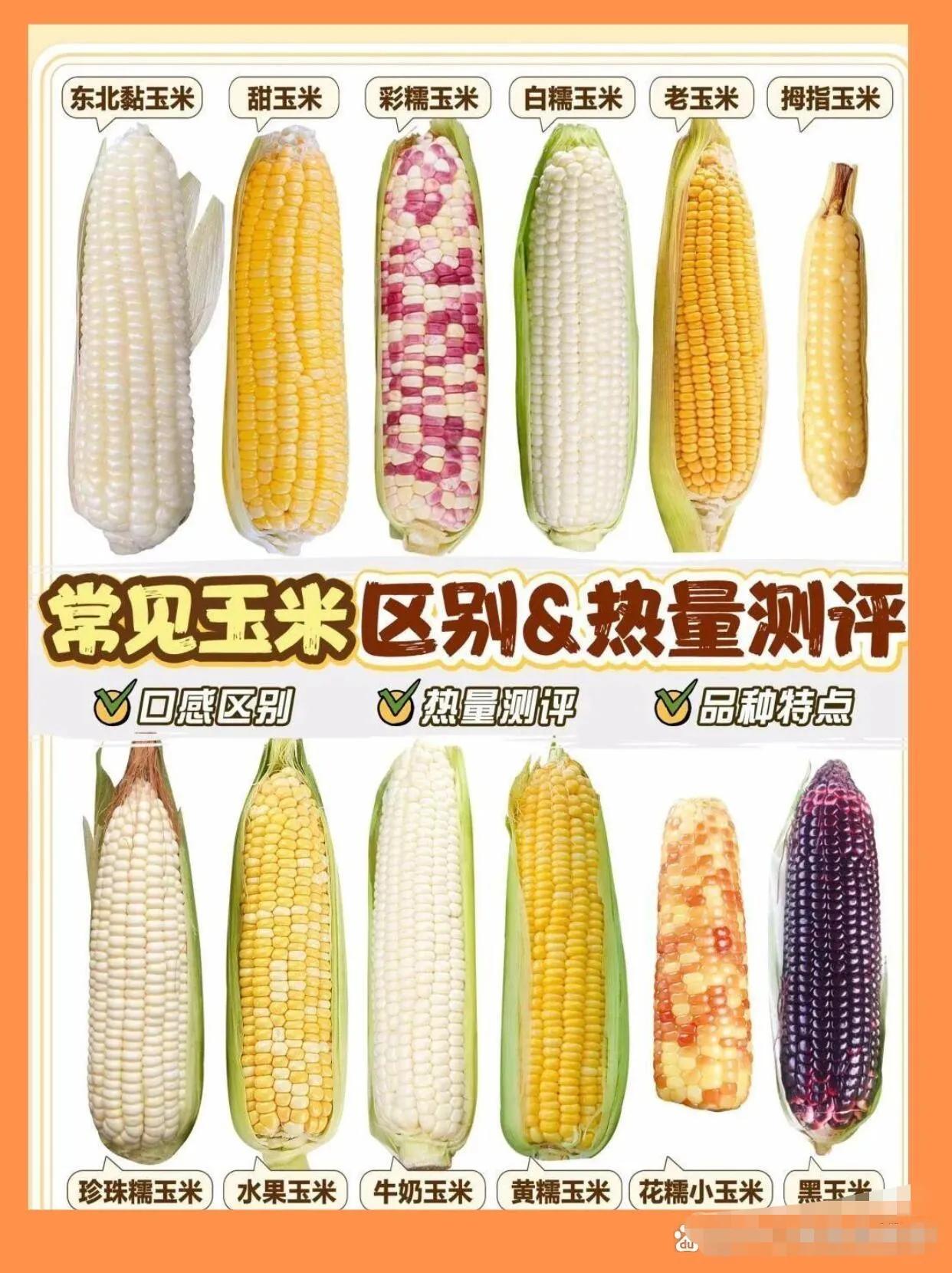 常见玉米的区别以及热量评测，玉米被做为减脂食物，但是不同玉米类型有不同的热量，了