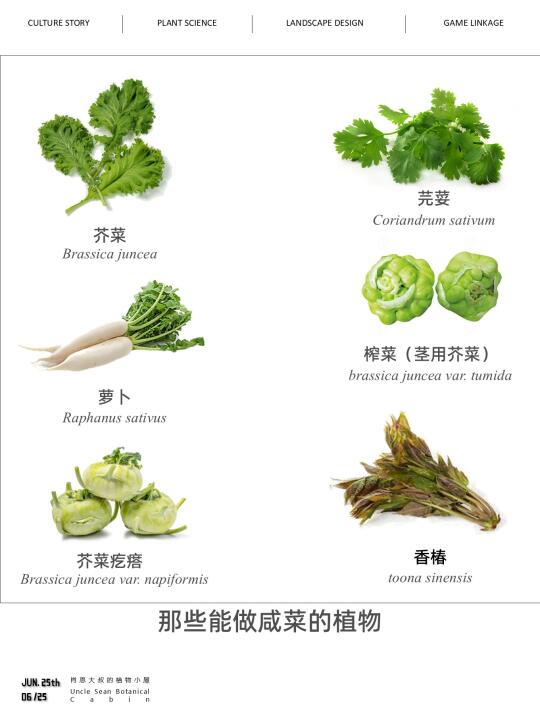 生活中的植物学 | 那些能做咸菜的植物🥗