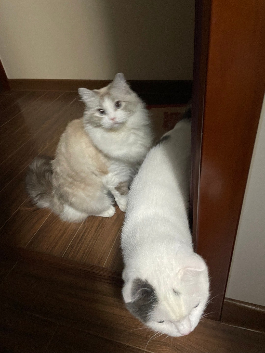 去书房找个东西没有比你俩更操心的猫司令，啥也得管#美琑不打妹呀# ​​​