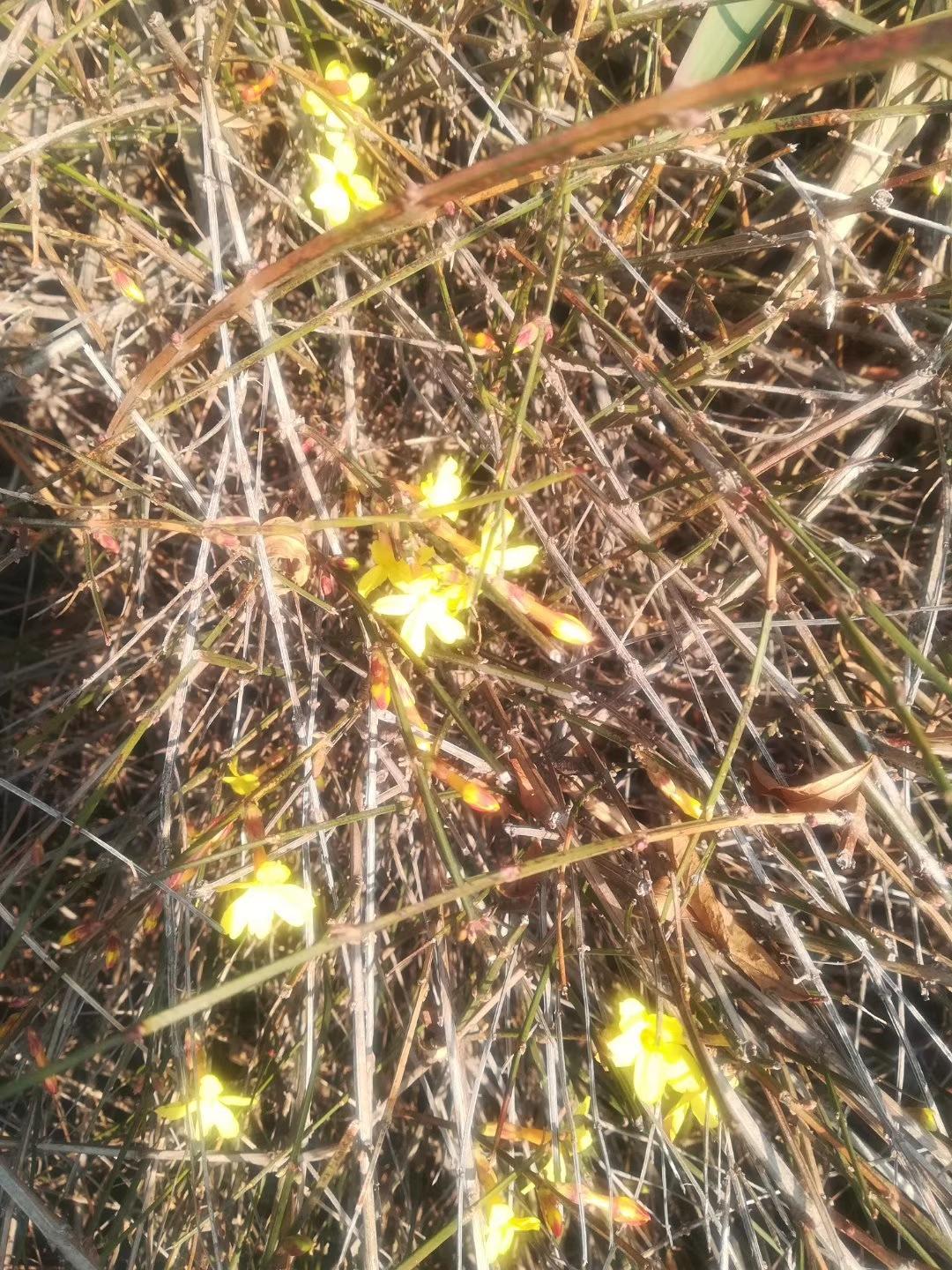 寻春


   天天都是节假日，宅在家里就是为国做贡献，相信很多人神经己经错乱了