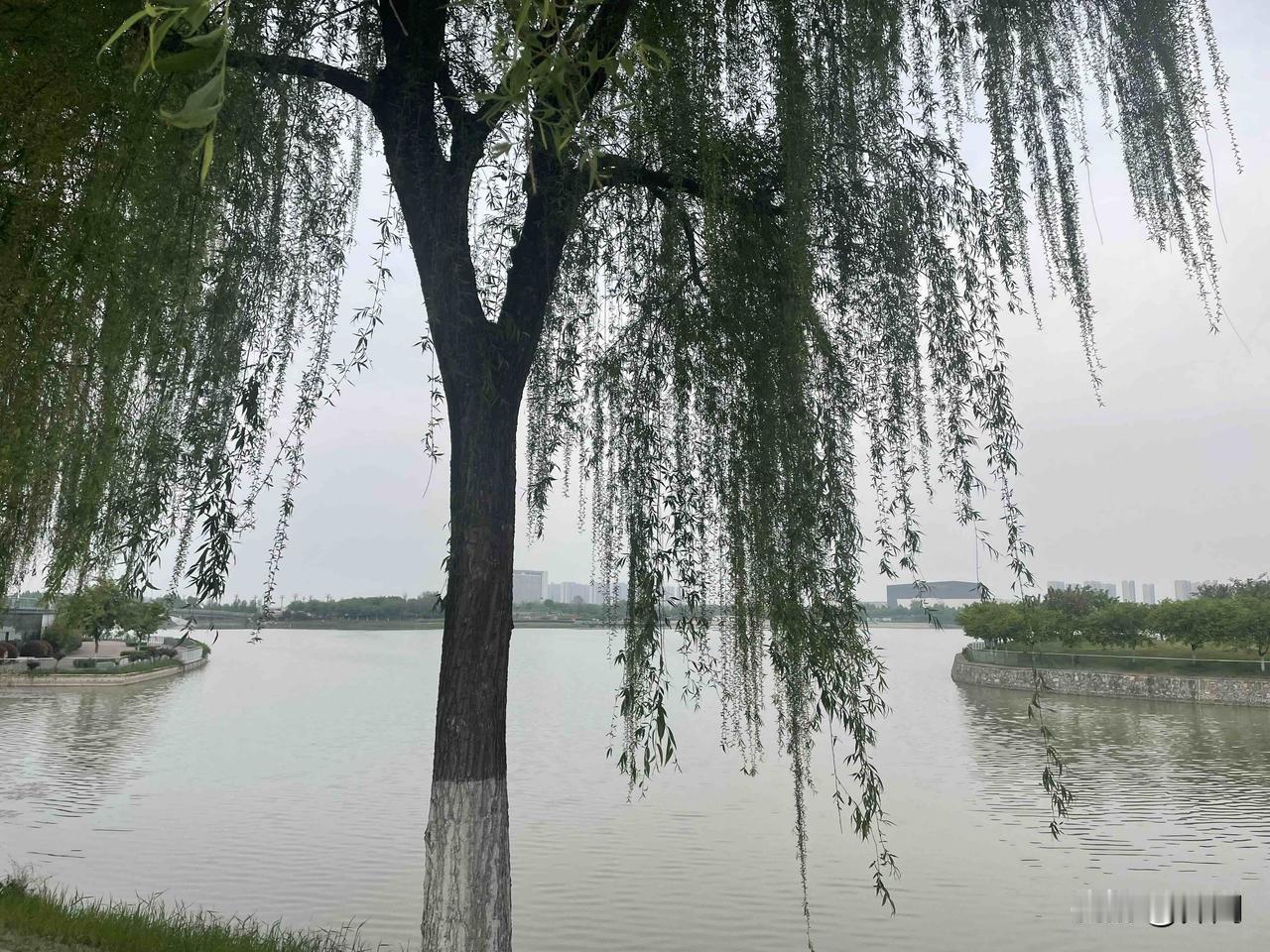 【七绝•莺啼柳岸弄春潮】
莺啼柳岸弄春潮，燕舞晴空笑九霄。
不觉春深花退去，何时