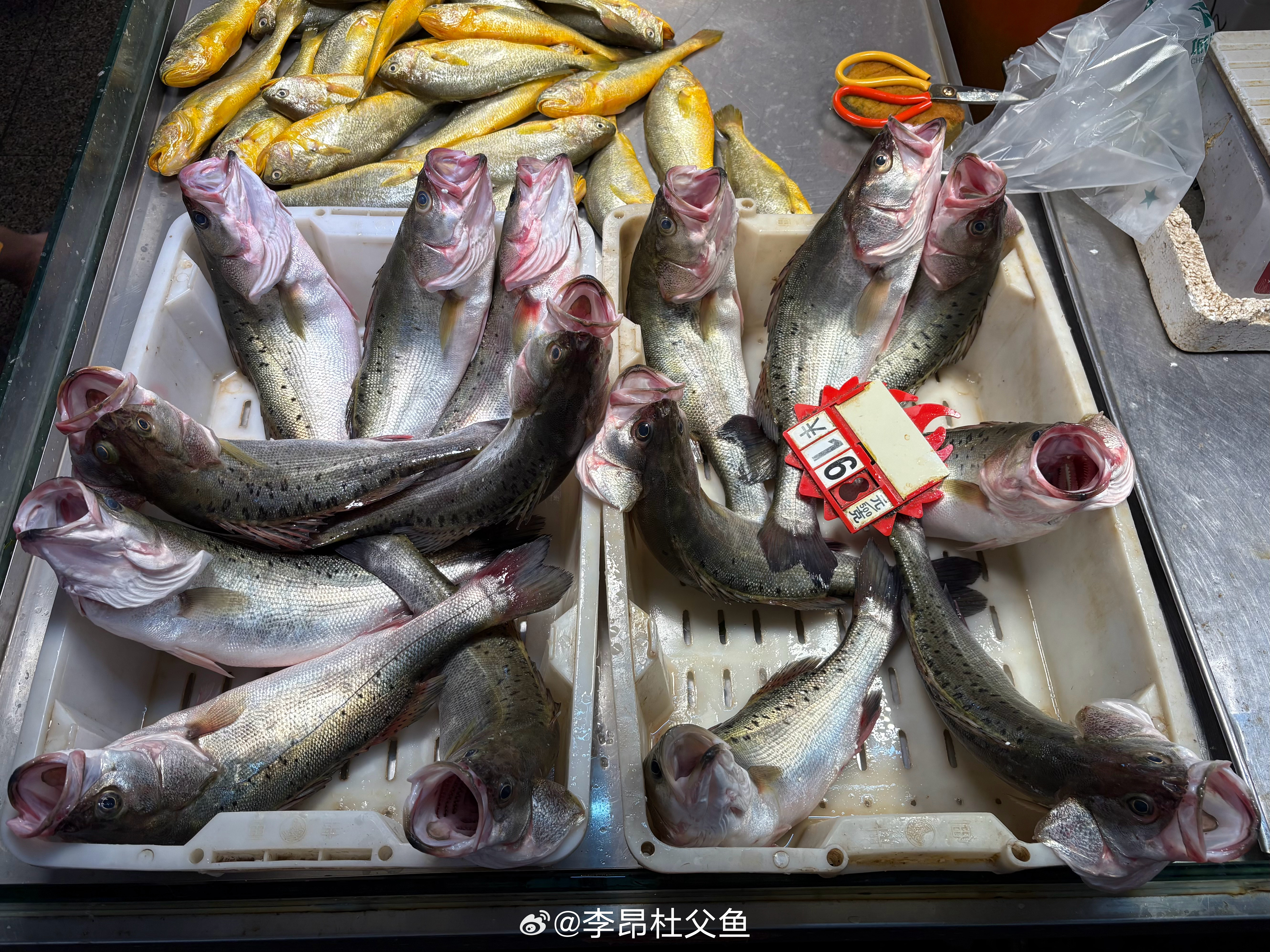 中国花鲈/Lateolabrax maculatus，广东珠海斗门白蕉镇养殖的花