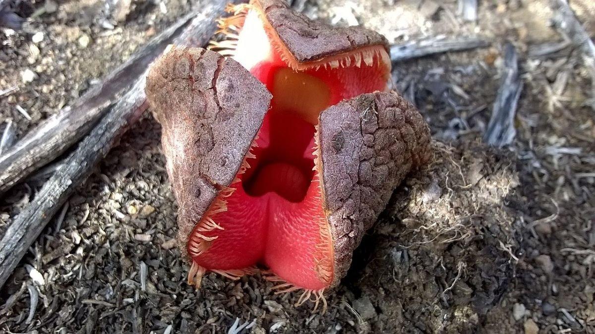 非洲九九花（Hydnora africana）
作为地球上最奇特的生物之一，这种