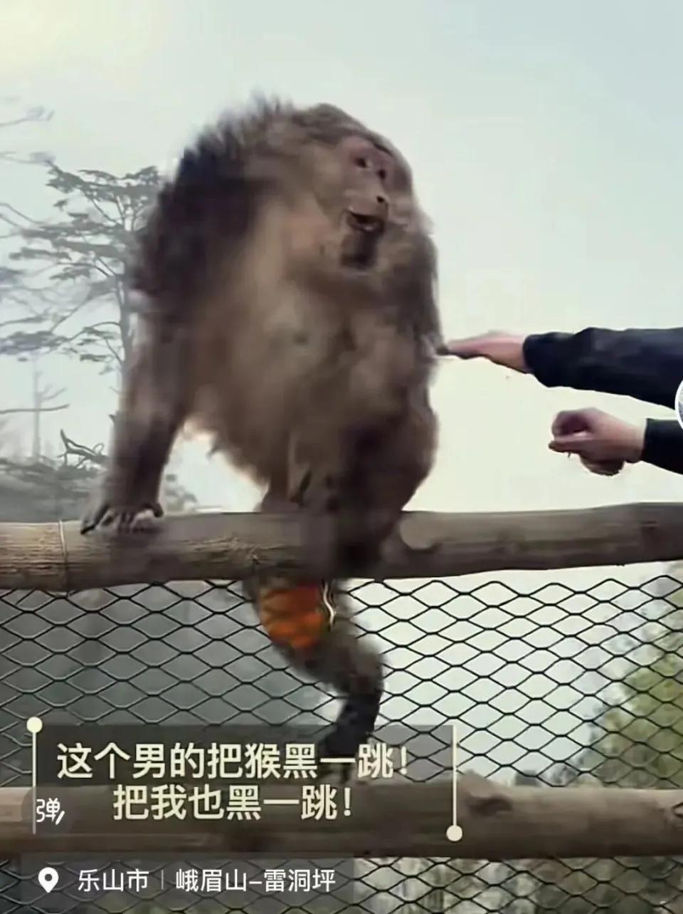 峨眉山那个推猴子的男子，终于被查到了。
峨眉山景区给他的处罚是：列入不文明游客黑
