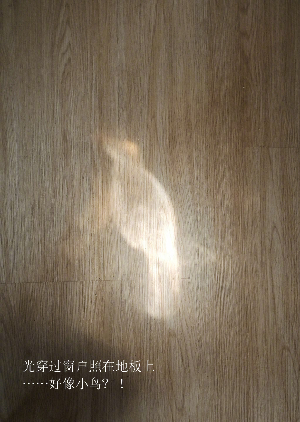 地板上出现了光线构成的小鸟 ​​​