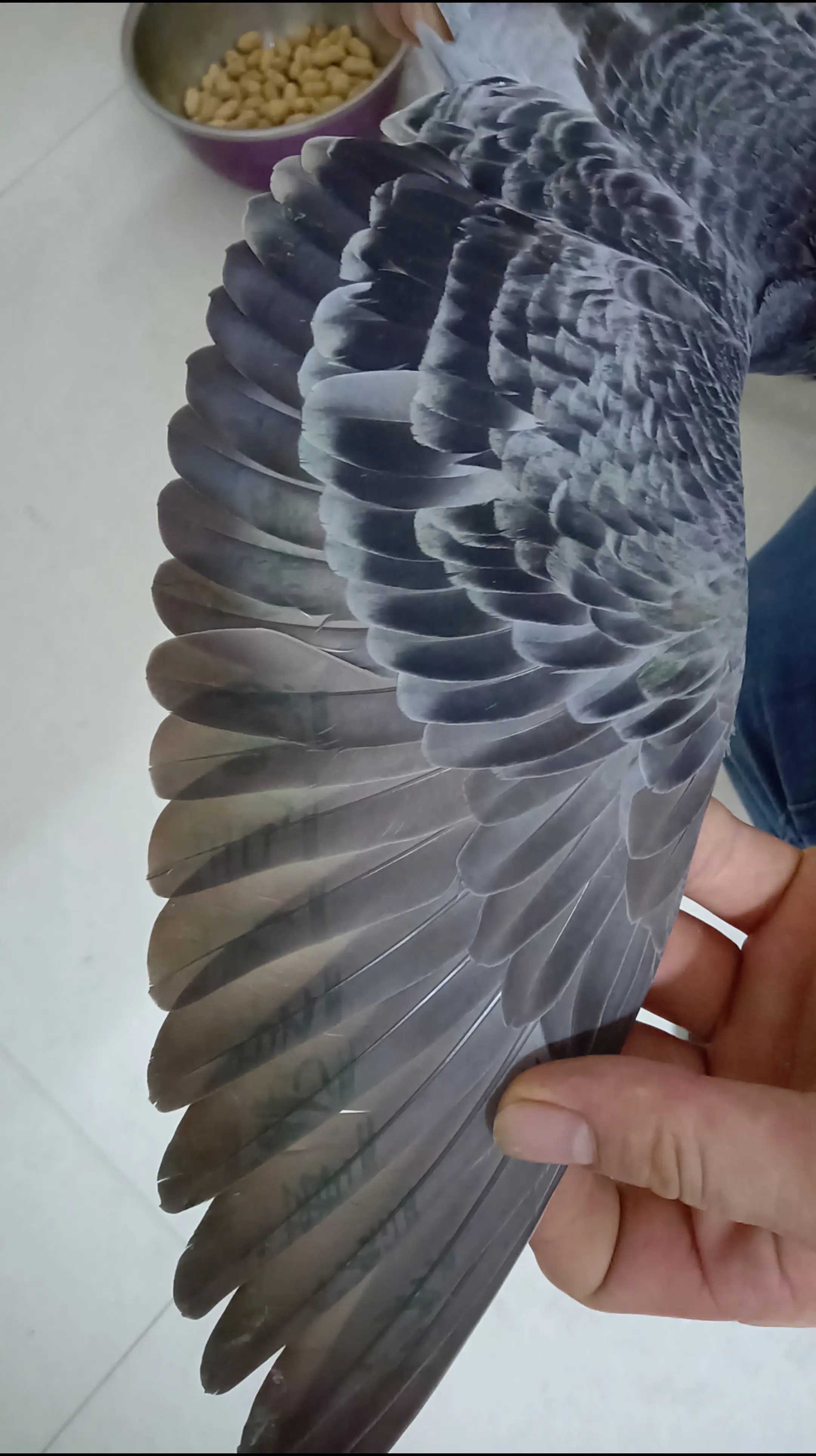 台鸽欣赏赛鸽比赛 赛鸽信鸽