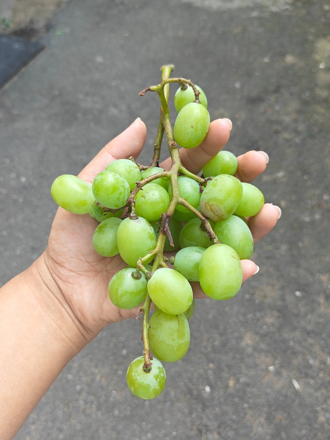 虽然人在休假，但是还是吃到了我司院子里的葡萄，因为是头一年收获，所以果子不大，嚼
