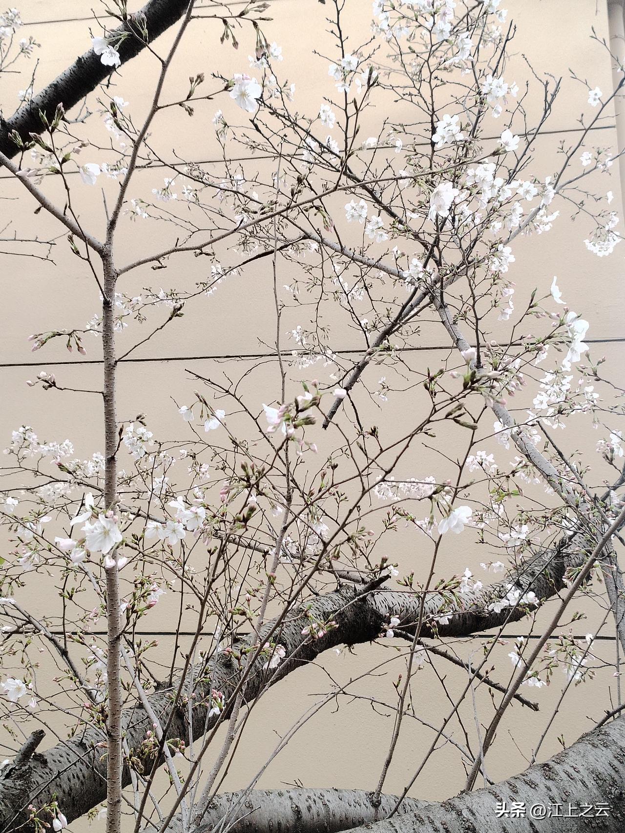 樱花开了，淡淡的，浅白色的，不好拍照，于是，就找了一处淡黄色墙面作底，果然，樱花