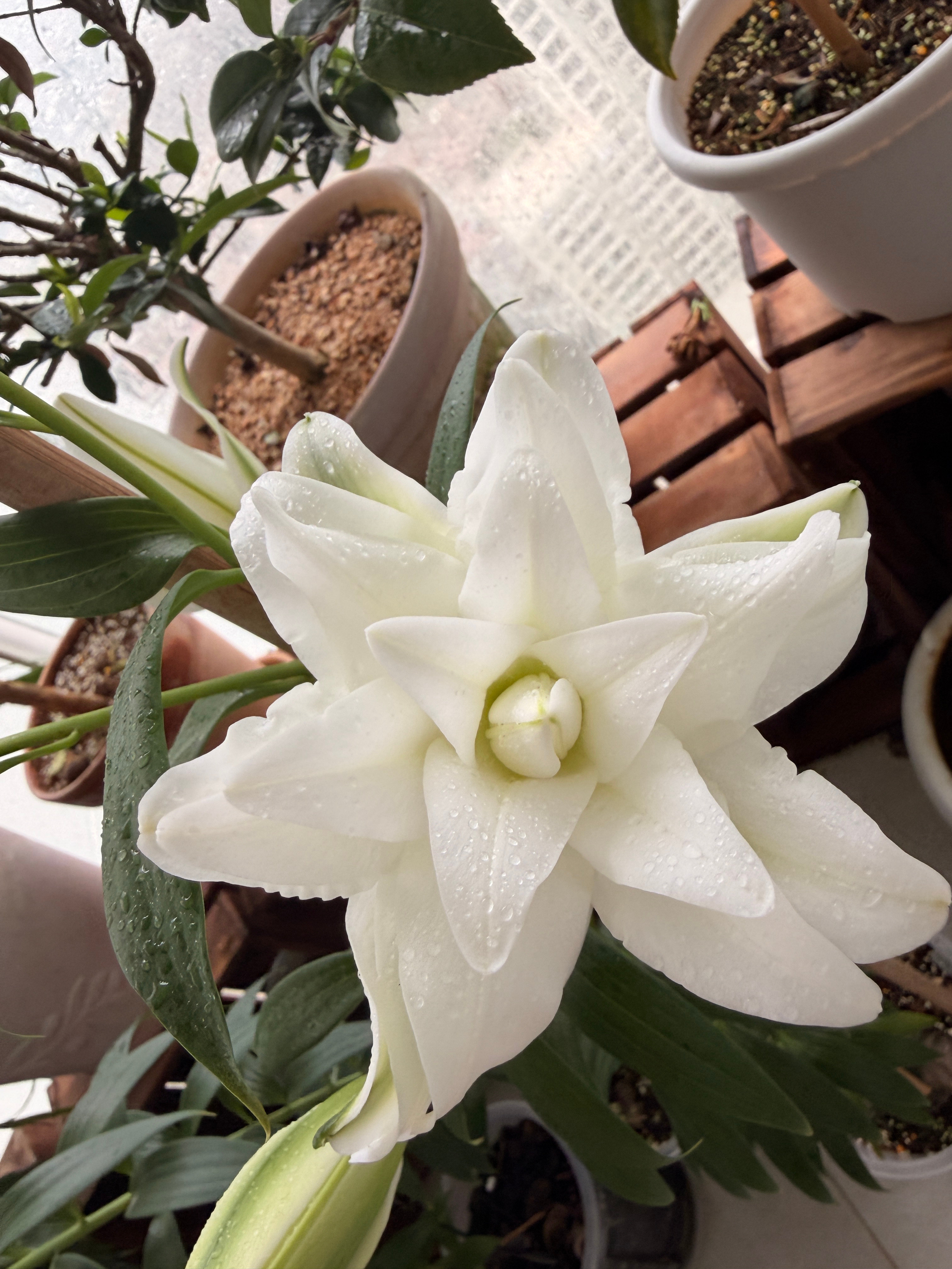 盛放的重瓣百合🌸认真工作的我顿顿有料王若顿