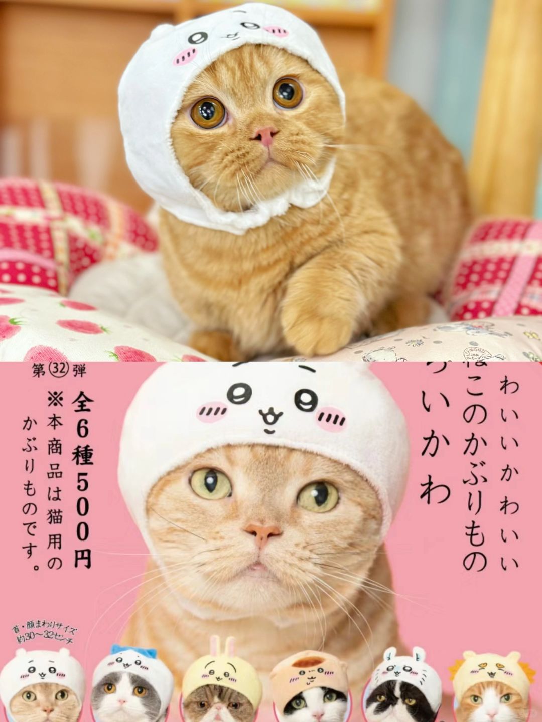 我把模特猫薅下来了 大橘矮脚猫