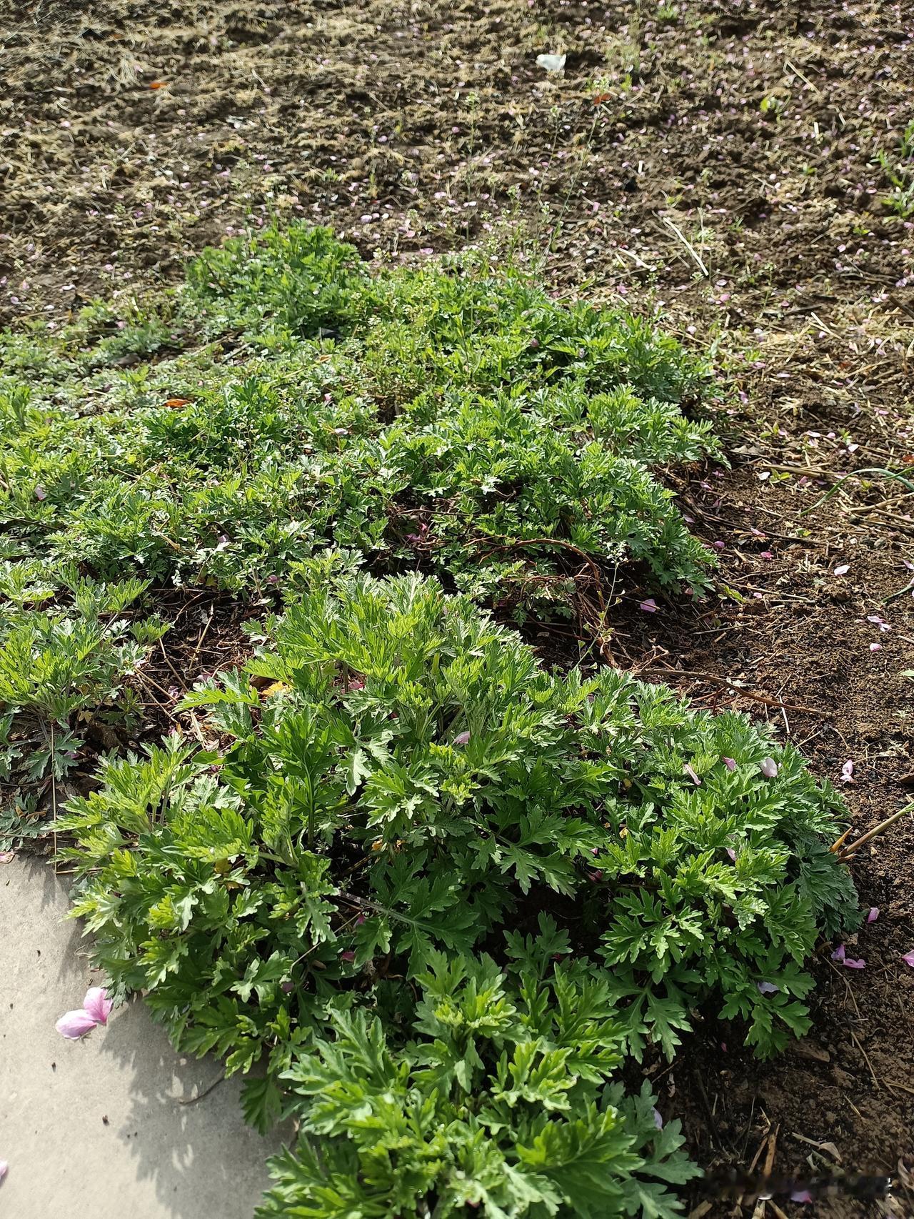 农民只要你热爱脚下这片土地，就没有空闲和节假日，整天就和杂草做了无休无止的战斗。