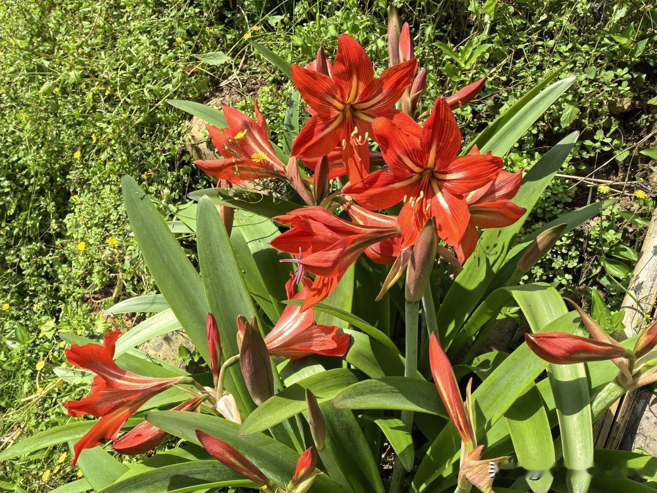 我是真没想到呀！呕心沥血写几个小时还不如自己敷衍地随便涂鸦几笔。今天的收益虽然只