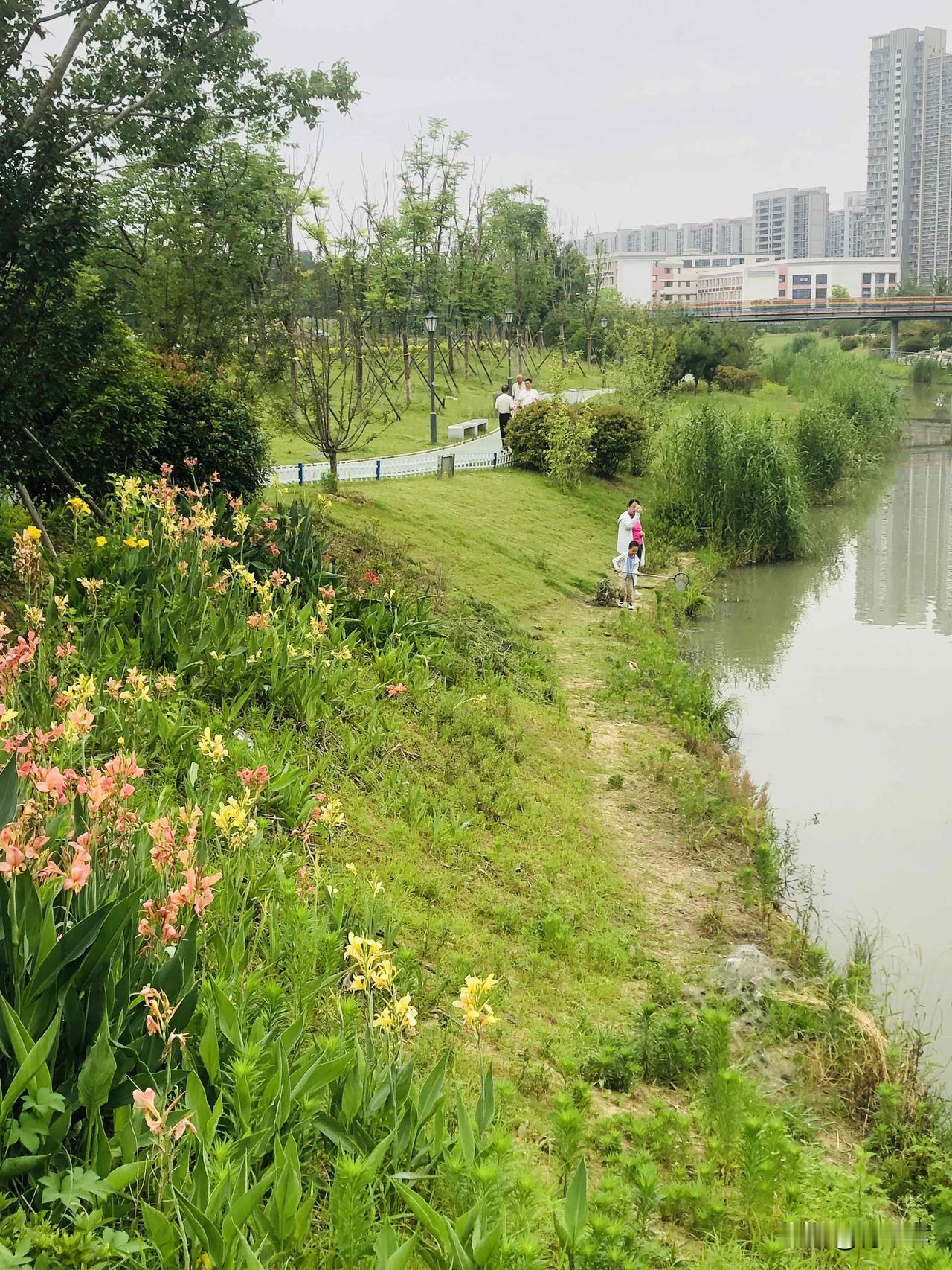今天去梧桐河跑步发现路边的花都开了，还有人在钓鱼，小孩子捞蝌蚪，随手拍的河边小花