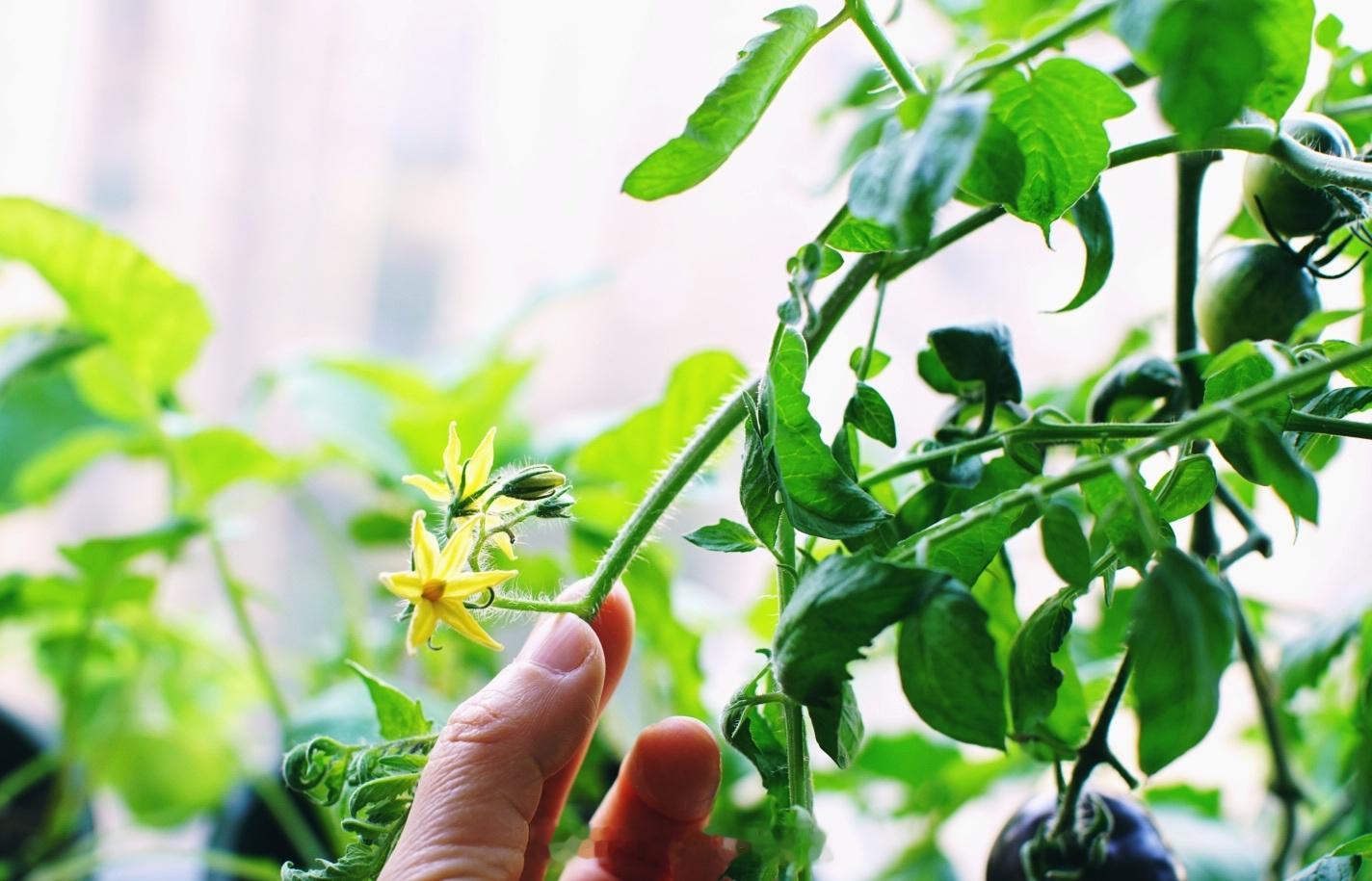 逆天了番茄又开花了🍅这个季节 封闭阳台啥菜都能种真滴是香得很呢[偷乐] 阳台种