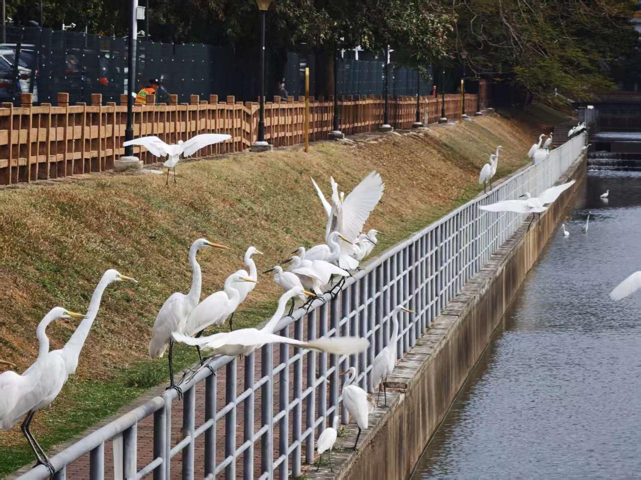 在深圳出门遛弯，路过一桥，很多白鹭聚集在河道旁的护栏上，有的静立休憩，有的展翅欲