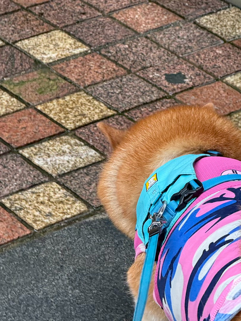 天气还挺舒服萌宠的日常随手拍