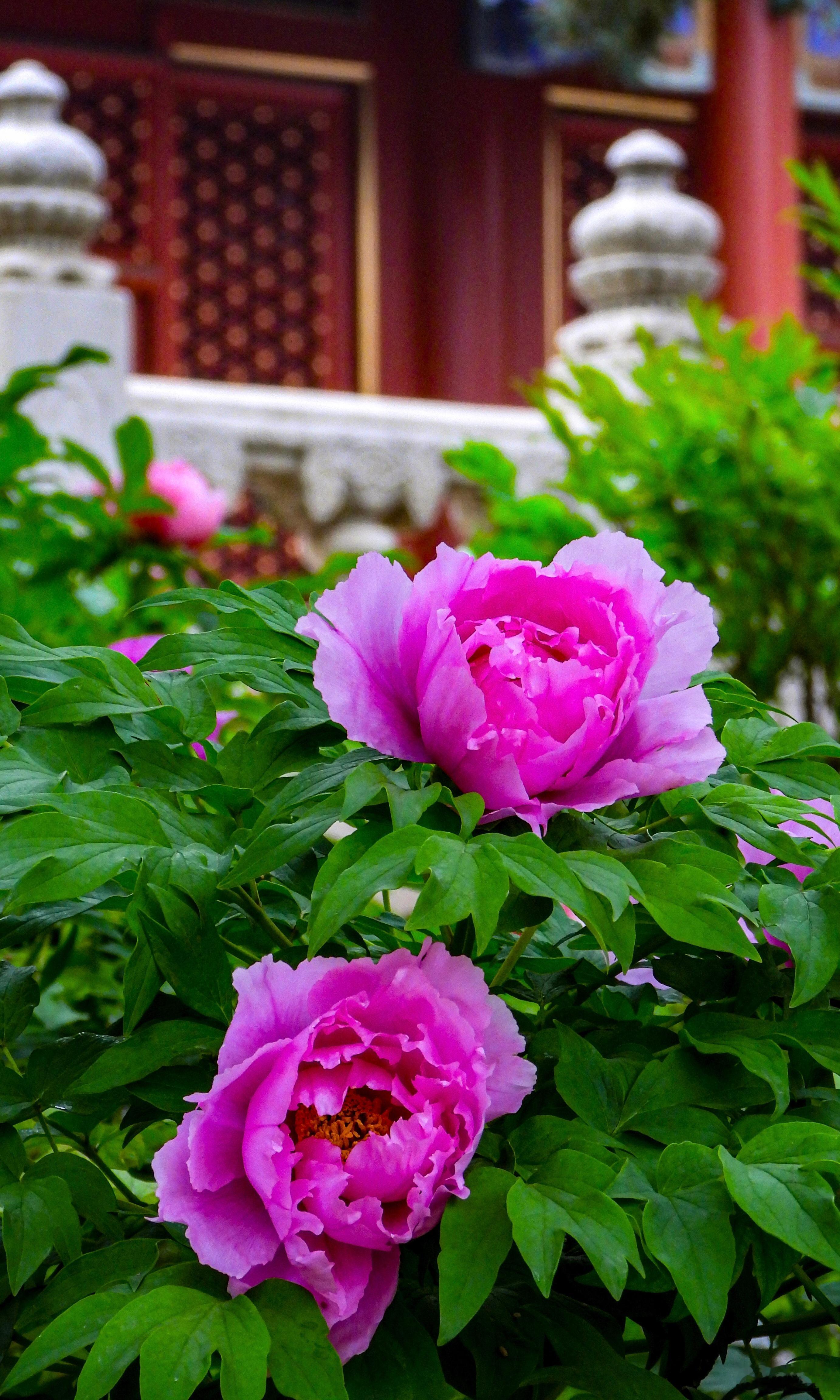 【景山公园】春深临禁苑，国色满高台。叠艳凝清露，繁香绕玉阶。瑶台云气近，古殿晓烟