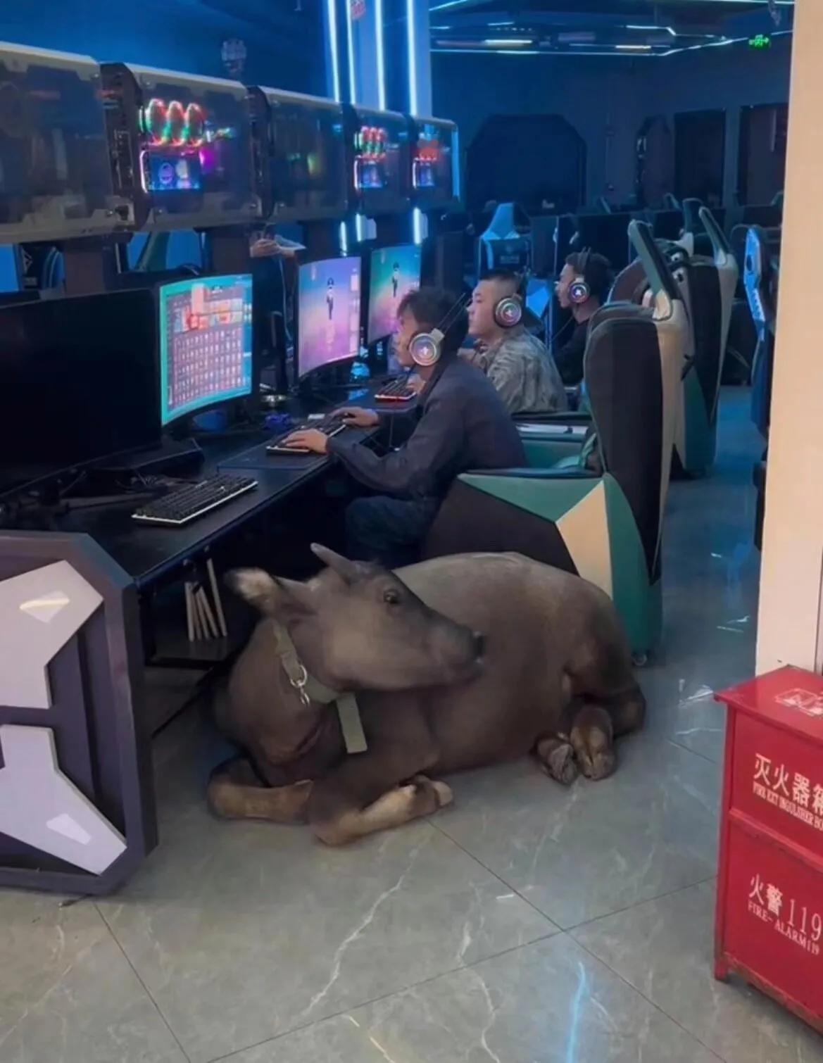 给网管整不会！！！！！