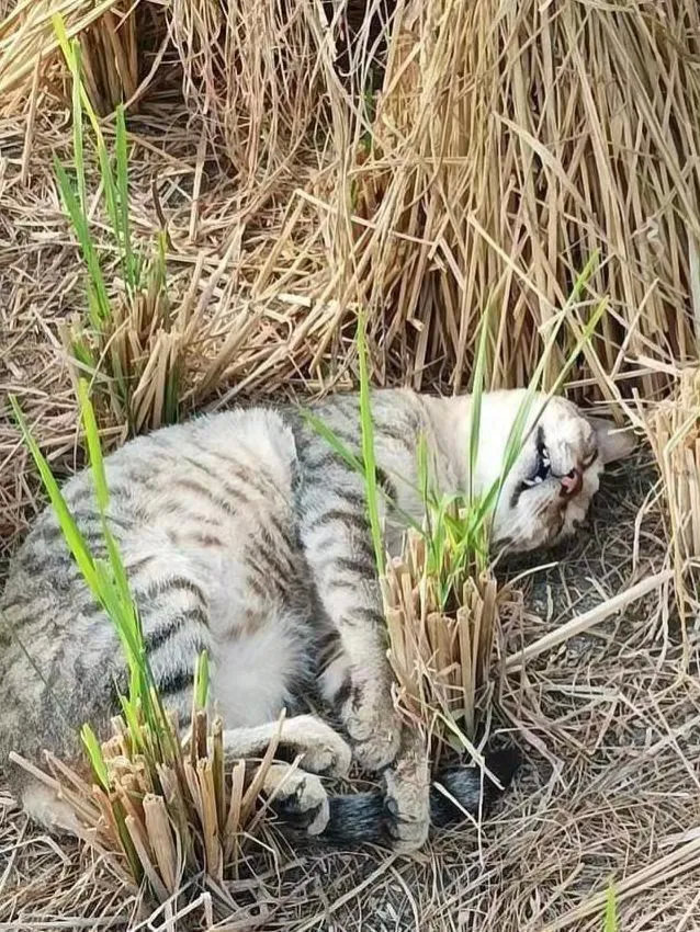 猫咪还是在农村里养比较好，想在哪躺就在哪躺！
