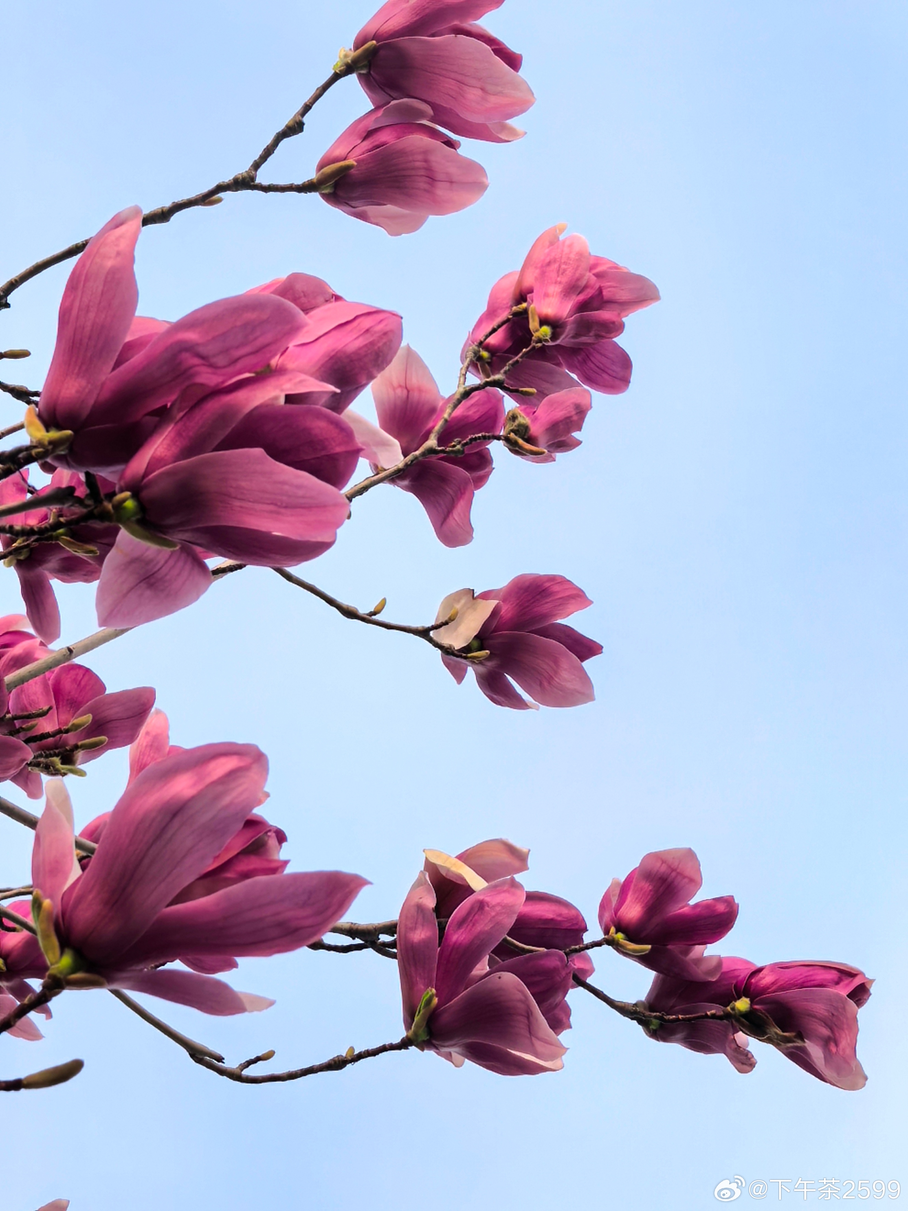 唐风晋韵,锦绣太原玉兰争艳首义门。交换城市春光 我有我的春天 太原·首义门