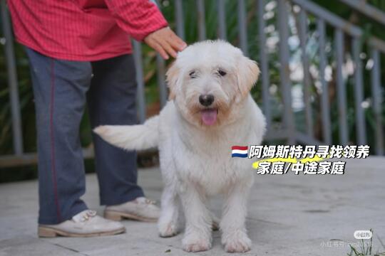 荷兰阿姆斯特丹寻找中途家庭，后天就落地阿姆斯特丹了，但是中途家庭临时有...