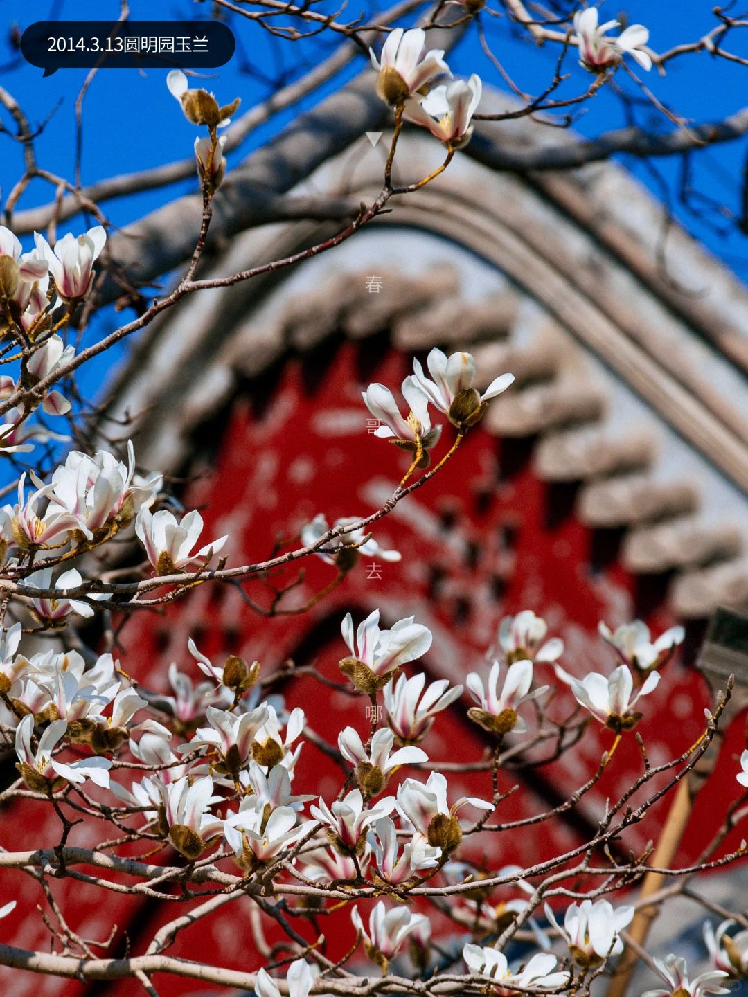 3.13实拍 | 圆明园隐秘角落玉兰花开了！