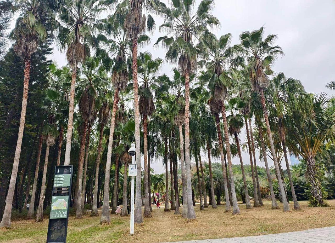 深圳莲花山 上热门 深圳  莲花山 莲花山公园 爬山 准备挑战深圳莲花山了，爬山