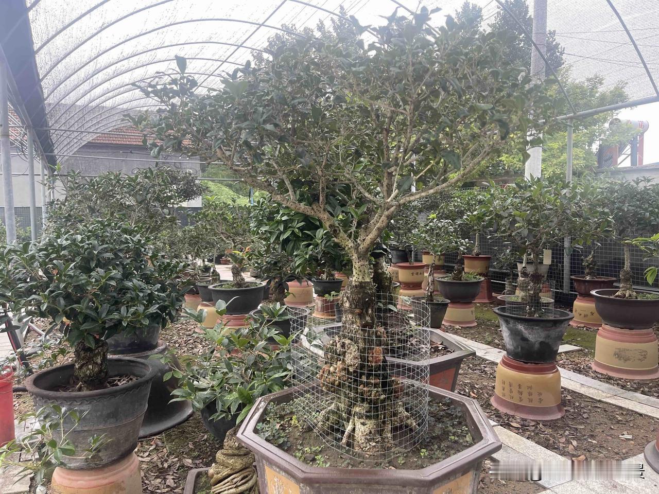 到了秋天，气温降低、光照减少，叶绿素合成受阻还逐渐分解。而叶黄素和胡萝卜素比较稳
