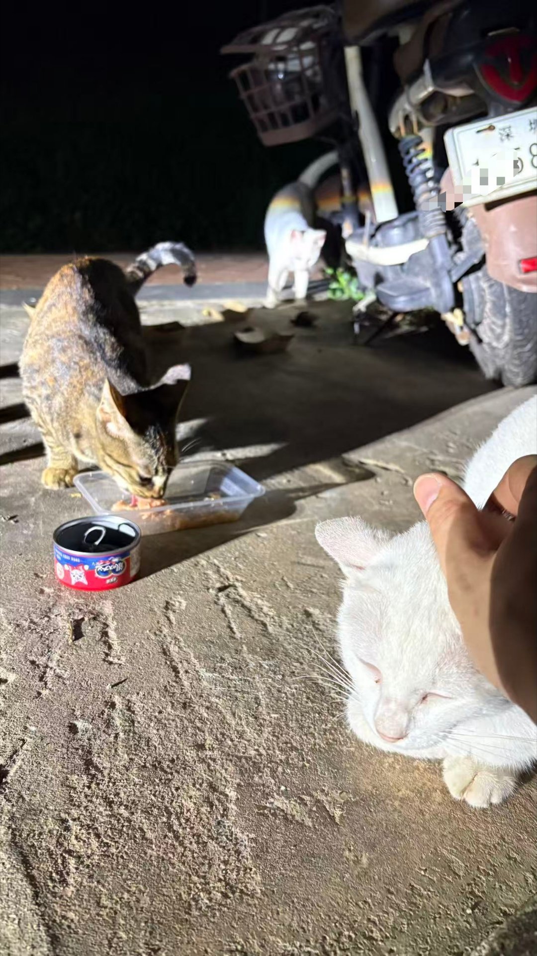 可可吃两口，眼睛喵到我要偷溜走，马上不吃了，赶紧过来黏我，不让我走，要摸摸。哪位