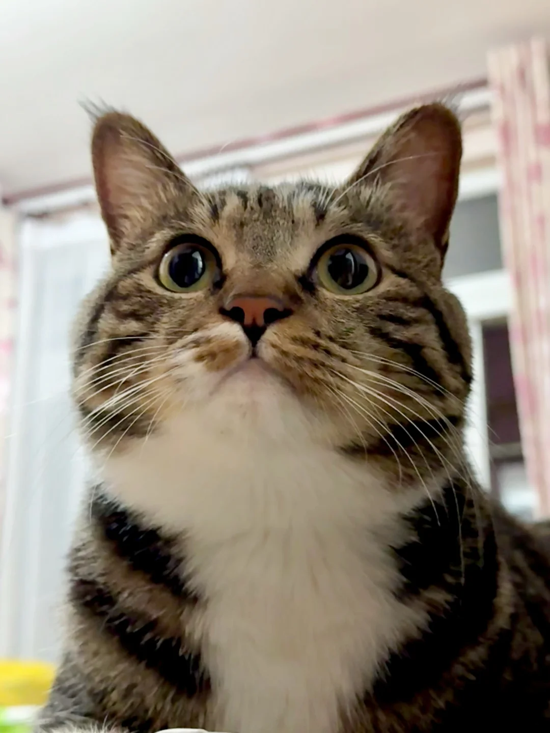 随手一拍俊俏的小脸