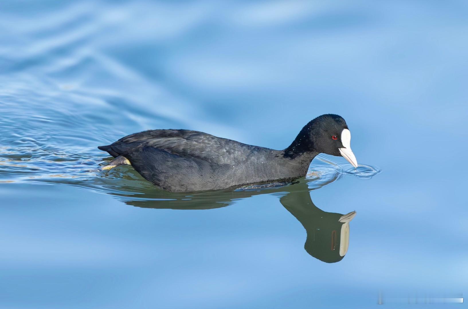#鸟粉投稿# 在小河里畅游的【白骨顶】（只有我觉得它像《千与千寻》里的无脸男么?