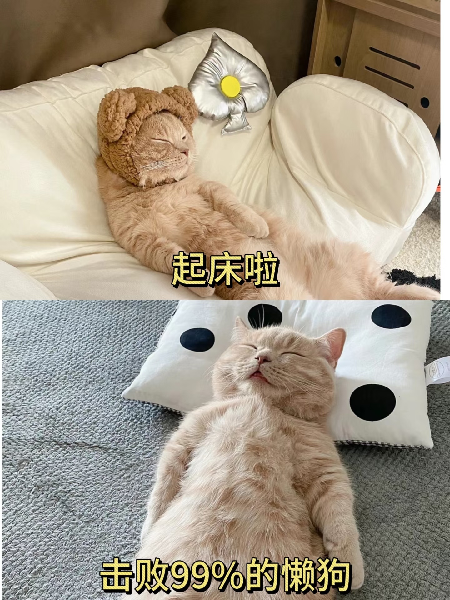 伞花打工日记 早上好～原来人和动物是真的能共情的，我开始理解公鸡早早醒来，然后尖