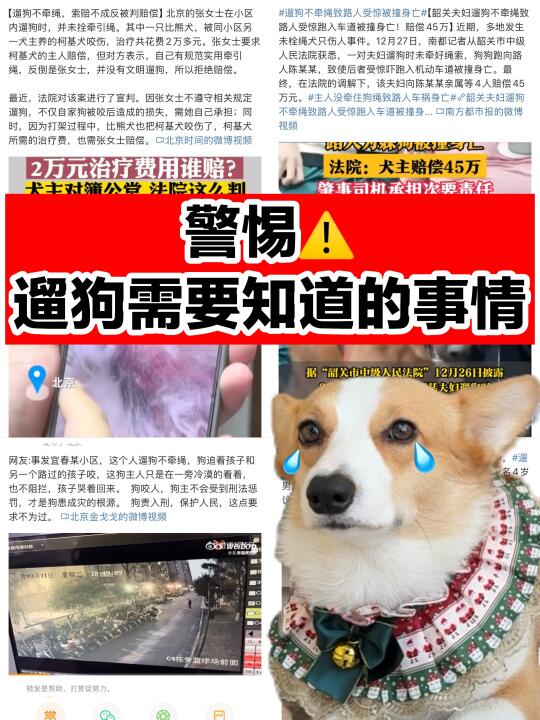 铲屎官须知｜遛狗前没做好准备是在害狗❗️